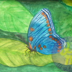 Голубая бабочка