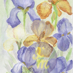 Ирисы