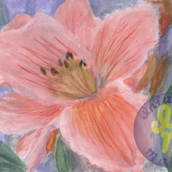 Розовая лилия