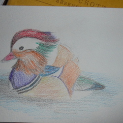 Rainbow duck