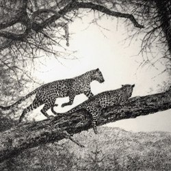 леопарды.jpg