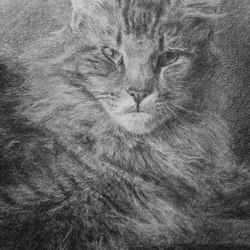 портрет кошки