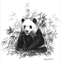 Большая панда