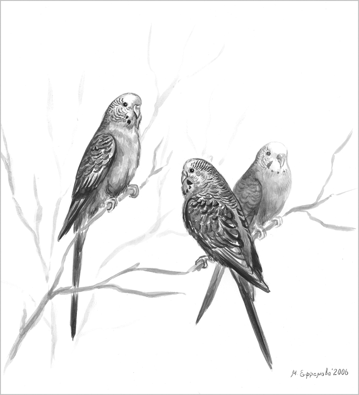 Волнистые попугайчики