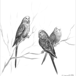 Волнистые попугайчики