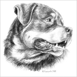 Портрет ротвейлера