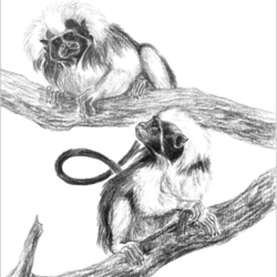 Эдиповы тамарины