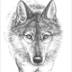 Портрет волка
