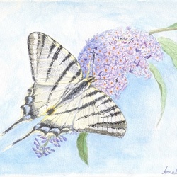 Бабочка Парусник 