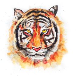 tiger