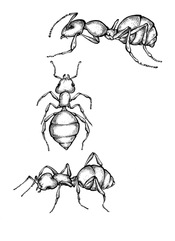 Муравей нарисовать. Муравей рисунок. Муравей в графике. Нарисовать муравья. Муравей карандашом.