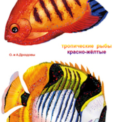 Коралловые красно-жёлтые рыбы