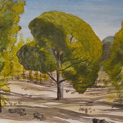 Сосны Тенерифе