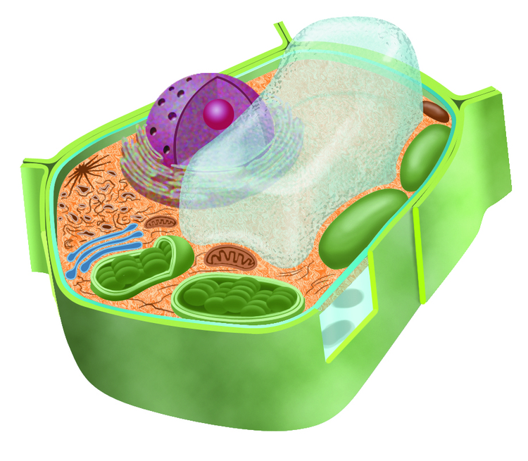 Растительная клетка. Модель клетки. Модель клетки растения. Клетка растения цветная.
