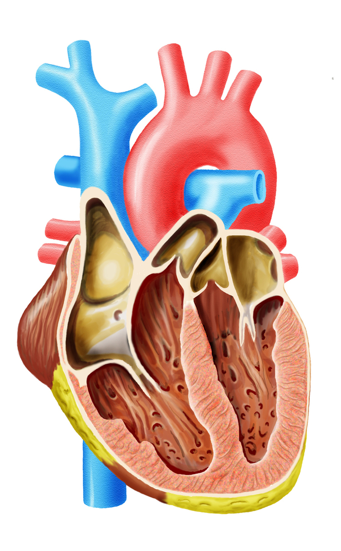 Сердце в разрезе фото