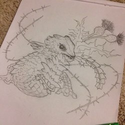 Острохвост