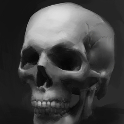 Skull