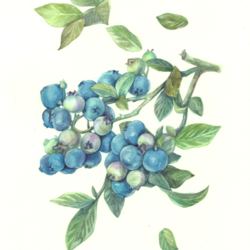 Blueberries / Черника