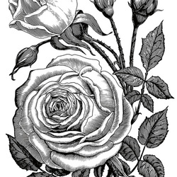 Rose. Adobe Ideas (.ai), iPad, Wacom creative stylus 