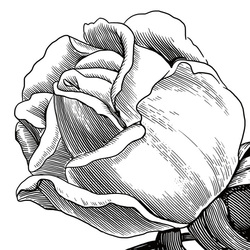 Rose (detail). Adobe Ideas (.ai), iPad, Wacom creative stylus 