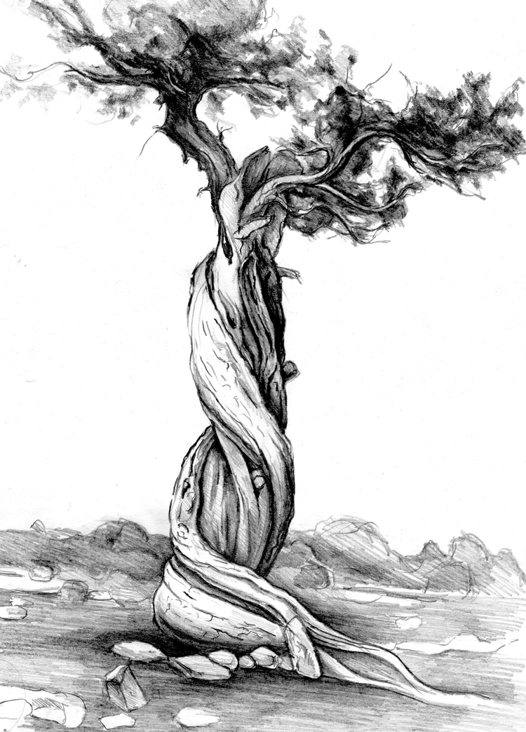 Перерождение в дерево 184. Деревья в графике. Дерево в стиле Графика. Дерево Графика стилизация. Девушка-дерево Графика.