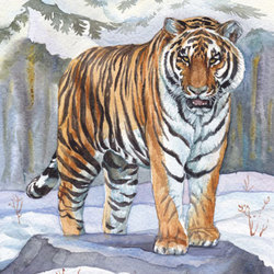 Амурский-тигр