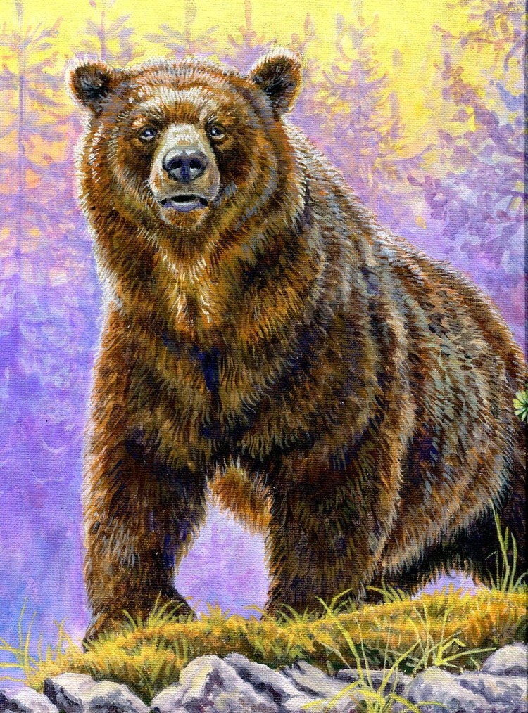 Мудрый медведь. Изображение медведя. Медведь рисунок. Картина медведь. Картина бурый медведь.