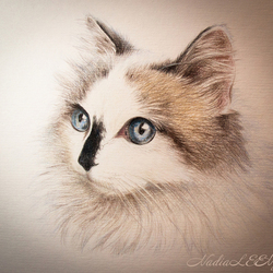 Кот. цветные карандаши. 2015