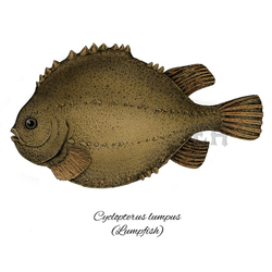 Lumpfish