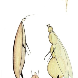 insects2