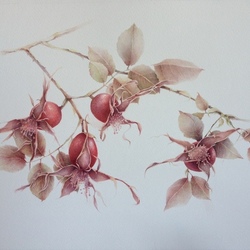 Шиповник (watercolor illustration)Botanical Art 40 х 50