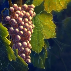 grapes, виноград