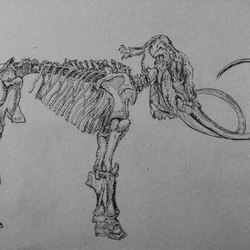 Скелет мамонта.