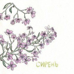 Сирень, скетч
