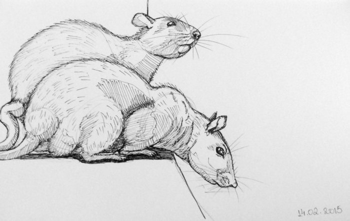 2 крысы рисунок