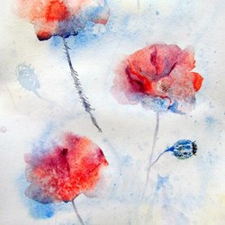 Маки и кенгуру