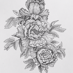 Peonies