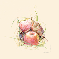 Яблоки в траве, нарисованные акварелью