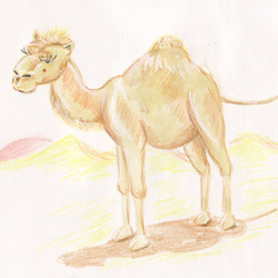 Верблюжёнок