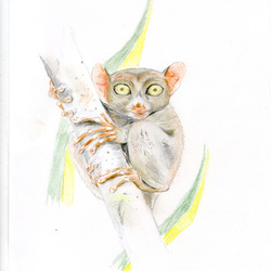 Долгопятка