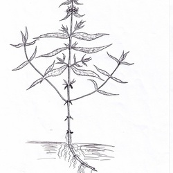 Stachys palustris (L.)