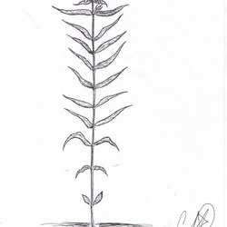 Stachys palustris (L.)