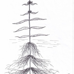 Stachys palustris (L.)