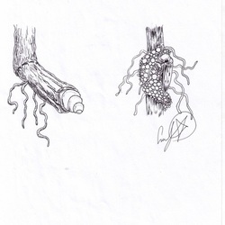 Stachys palustris (L.) вредители