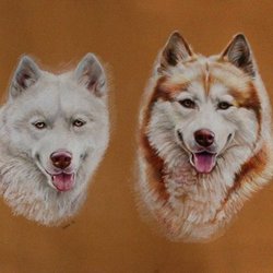 портрет собак