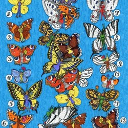 для детского журнала, бабочки. викторина по биологии