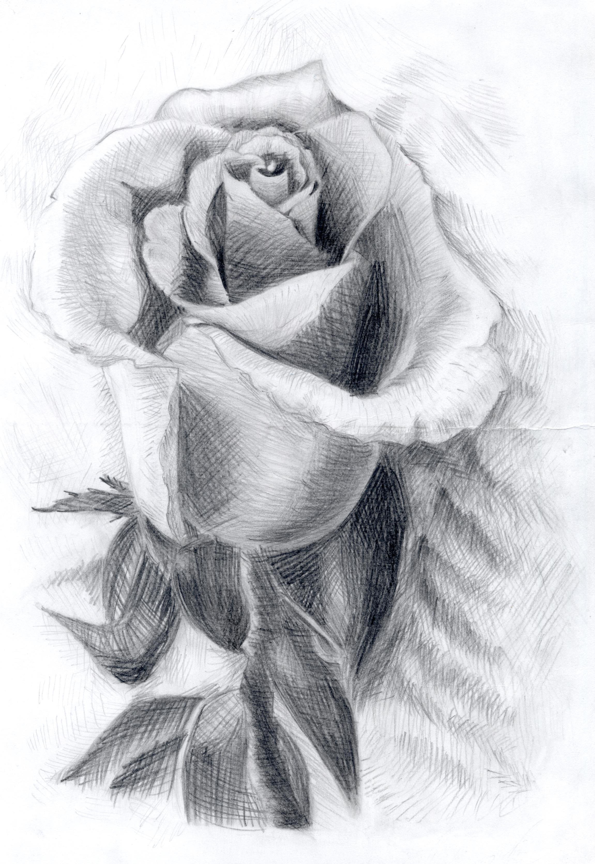 Техника рисования розы карандашом