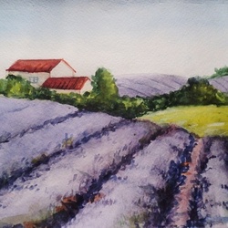 Лавандовые поля 