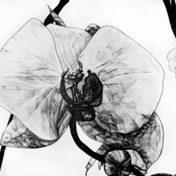 Орхидея Фаленопсис "Приятный"