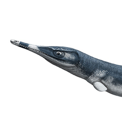 Cricosaurus